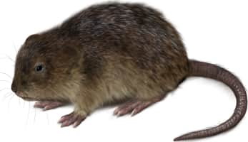 Round-tailed Muskrat
