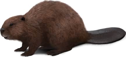 American Beaver