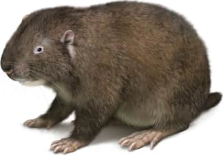 Mountain Beaver