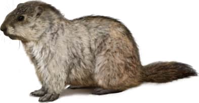 Alaska Marmot