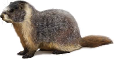 Yellow-bellied Marmot