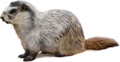 Hoary Marmot