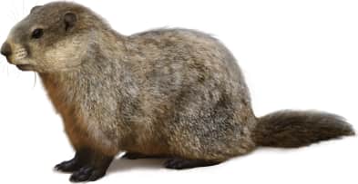 Groundhog
