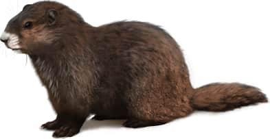 Vancouver Island Marmot