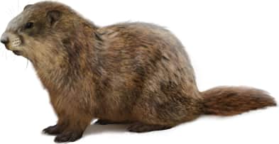 Olympic Marmot