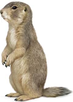 Gunnison's Prairie Dog