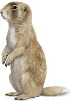 White-tailed Prairie Dog