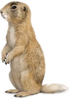 Utah Prairie Dog