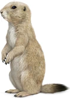 Black-tailed Prairie Dog