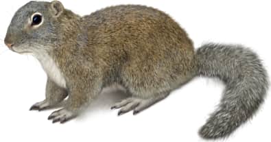 Franklin's Ground Squirrel