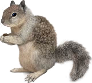 California Ground Squirrel