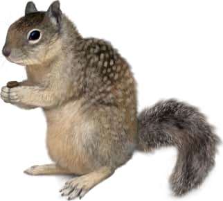 Rock Squirrel