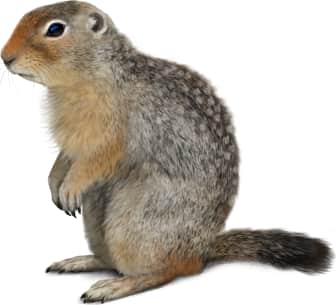 Arctic Ground Squirrel