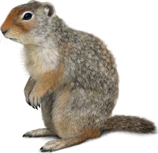Columbian Ground Squirrel
