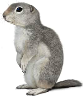 Gray Ground Squirrel