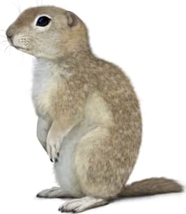Piute Ground Squirrel
