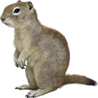Belding's Ground Squirrel