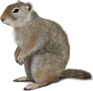 Uinta Ground Squirrel