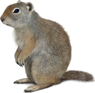 Wyoming Ground Squirrel