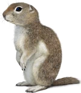 Townsend's Ground Squirrel