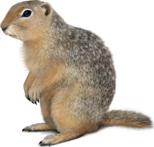 Richardson's Ground Squirrel