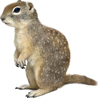 Idaho Ground Squirrel