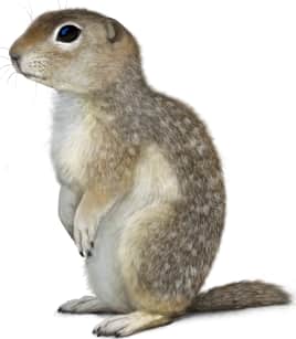 Washington Ground Squirrel