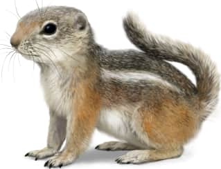 Texas Antelope Squirrel
