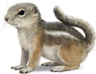 White-tailed Antelope Squirrel