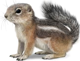 Harris' Antelope Squirrel