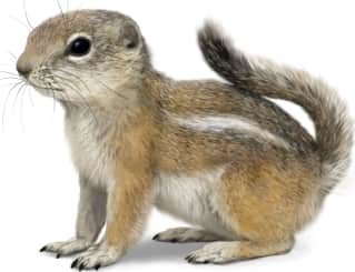 Nelson's Antelope Squirrel