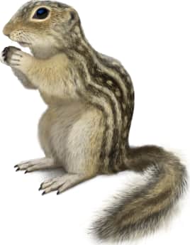 Thirteen-lined Ground Squirrel