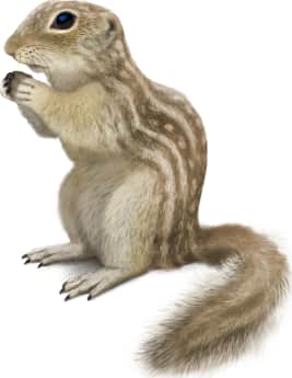 Rio Grande Ground Squirrel