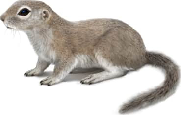Mohave Ground Squirrel