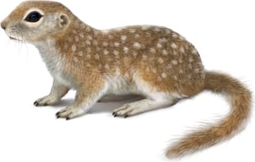 Spotted Ground Squirrel