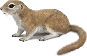 Round-tailed Ground Squirrel