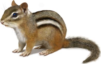Eastern Chipmunk