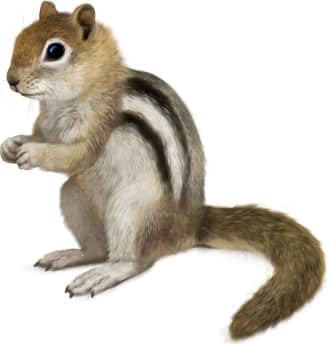 Golden-mantled Ground Squirrel
