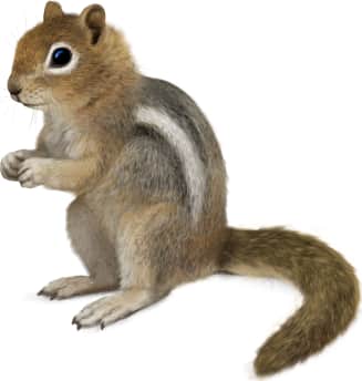Cascade Golden-mantled Ground Squirrel