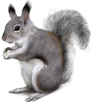 Abert's Squirrel