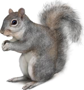 Arizona Gray Squirrel