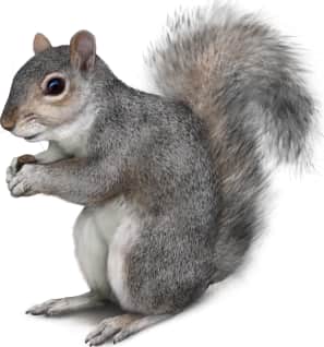 Western Gray Squirrel