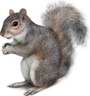 Eastern Gray Squirrel