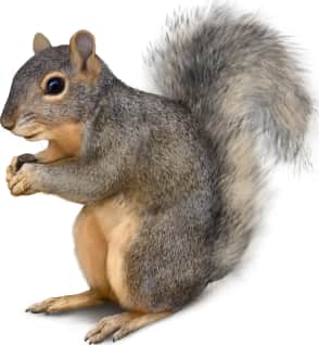 Mexican Fox Squirrel