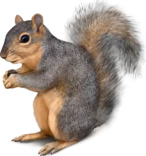 Fox Squirrel