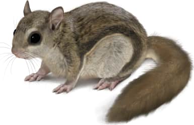 Humboldt's Flying Squirrel