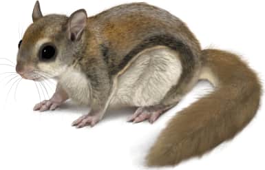 Northern Flying Squirrel