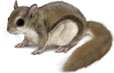Southern Flying Squirrel