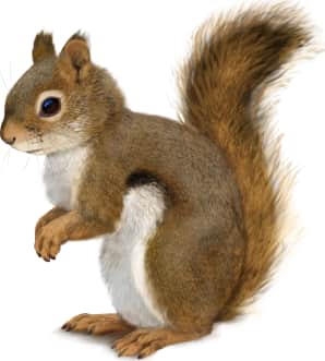 American Red Squirrel