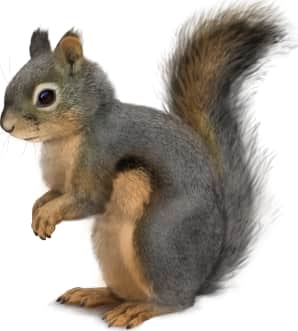 Douglas' Squirrel